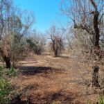 Puglia a rischio desertificazione: allarme di Coldiretti