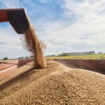 Dazi sul grano russo: scattano le misure dal 1° luglio