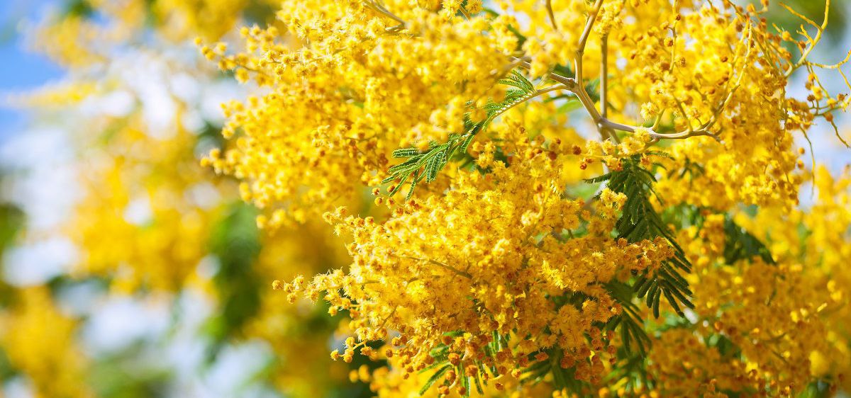 Il Significato Sfiorito Della Mimosa Per La Festa Della Donna