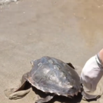 Castellaneta Marina, il ritorno in mare della tartaruga marina Ego