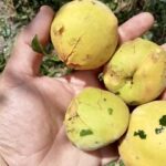 Danni agricoltura nel materano, Ugl: ‘Urgente tavolo istituzionale’