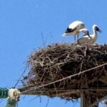 Brindisi, scoperto un nido di cicogne
