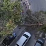Brindisi, si spezza albero di pino: “Tragedia sfiorata”