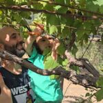 Carosino, si vendemmia con Baccotour