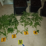 Spaccio e coltivazione di marijuana in casa, un arresto a Trani