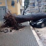 Castellana G., albero crolla su auto parcheggiata