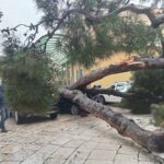 Alberi caduti a Lecce, Martini: “I pini non sono adatti alla città”